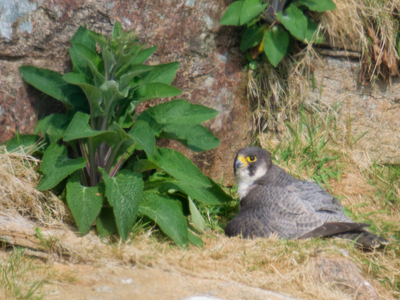Peregrine Falcon